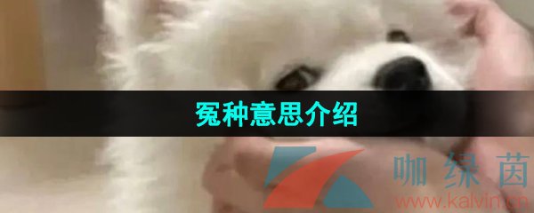 网络用语冤种意思介绍